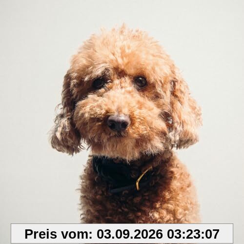 Der Beste Verlierer