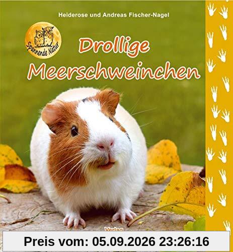 Drollige Meerschweinchen