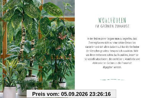 Saubere Luft mit Zimmerpflanzen
