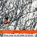 Forbidden Love Ep