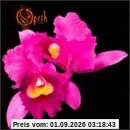 Orchid