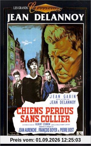 Chien perdus sans collier