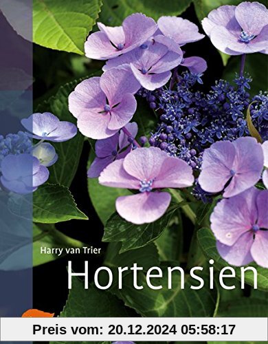 Hortensien