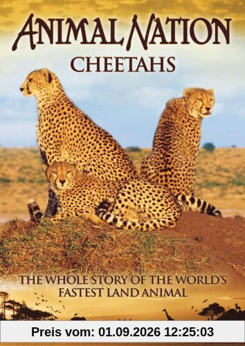 Animal Nation - Cheetahs
