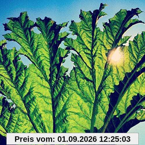 Gunnera