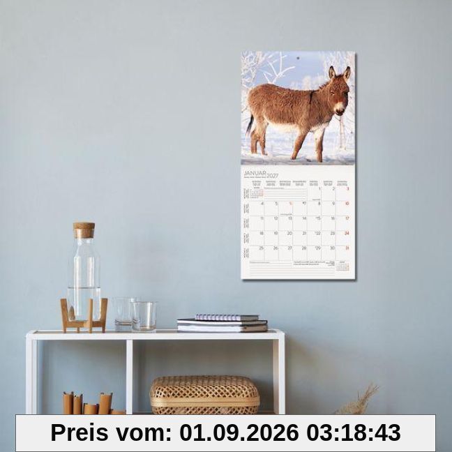 Esel 2027