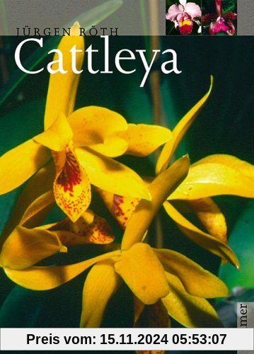 Cattleya