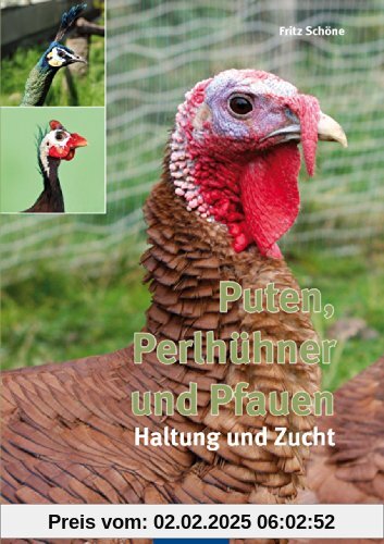 Puten, Perlhühner und Pfauen: Haltung und Zucht