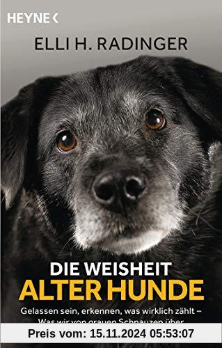 Die Weisheit alter Hunde: Gelassen sein, erkennen, was wirklich zählt – Was wir von grauen Schnauzen über das Leben lern