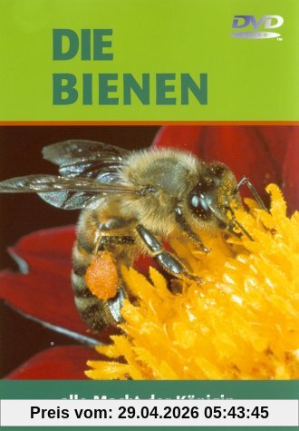 Die Bienen - Alle Macht der Königin
