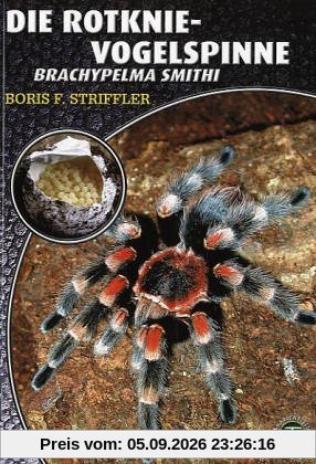 Die Rotknievogelspinne. Brachypelma smithi