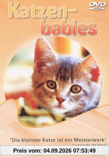 Katzenbabies