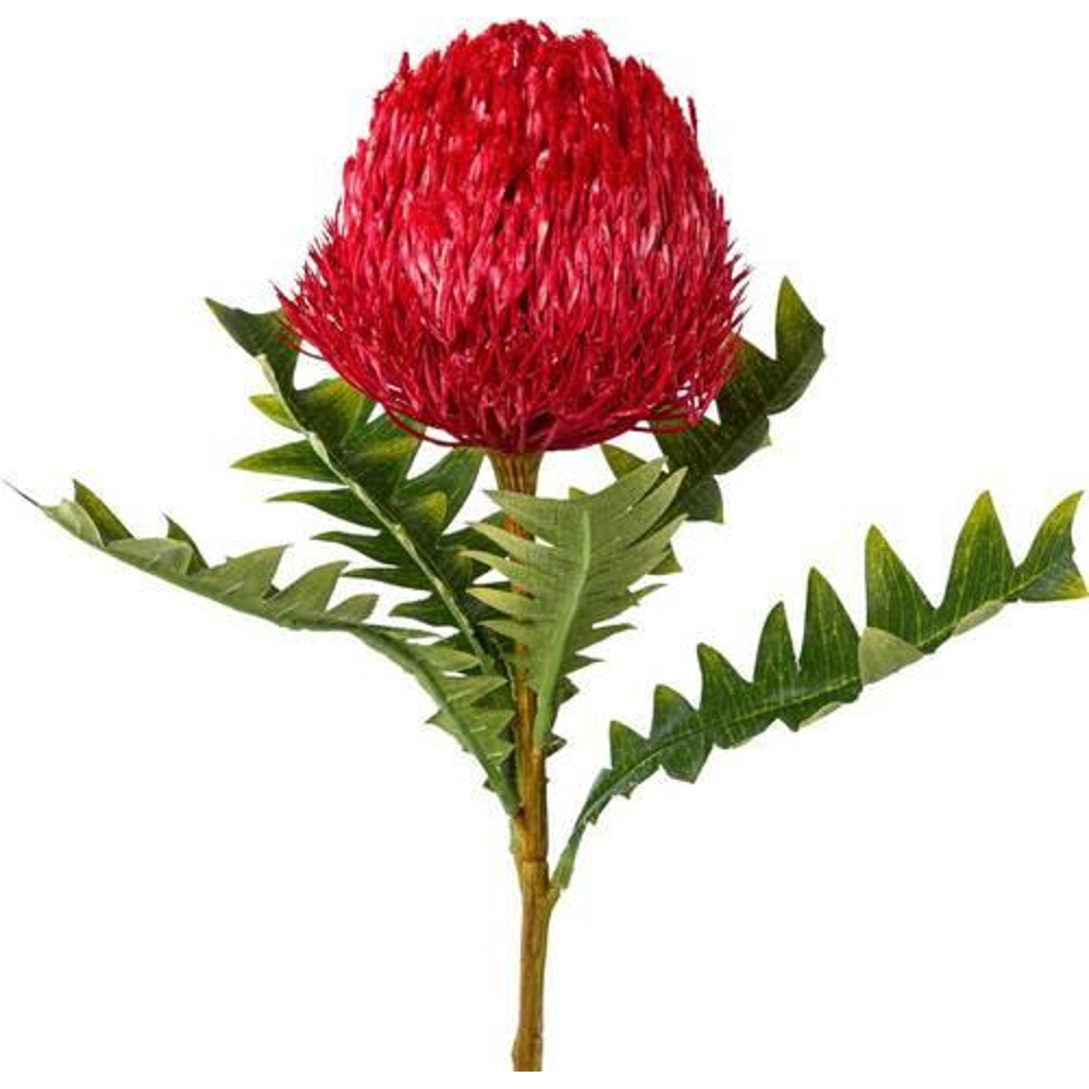 Umělá rostlina Protea, V: 68cm