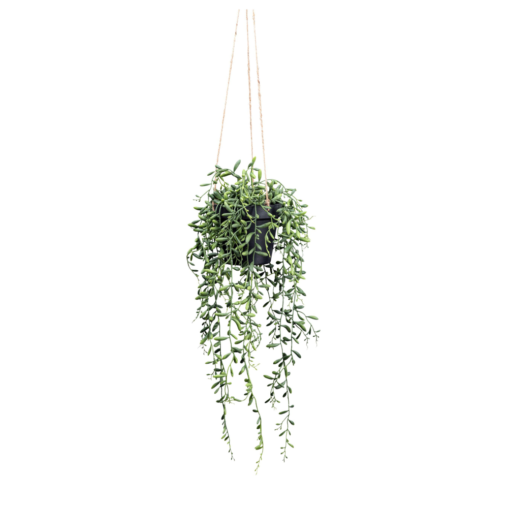UMĚLÁ ROSTLINA SENECIO HERREIANUS I