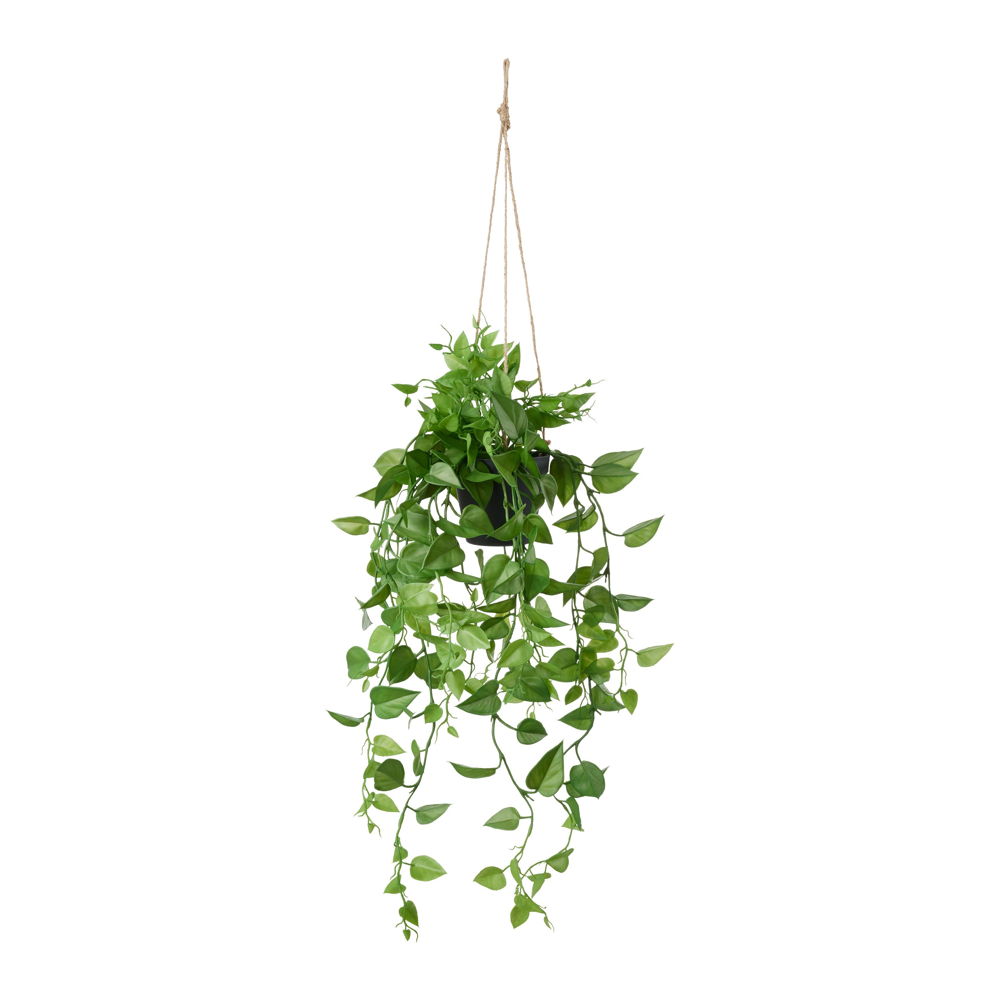 UMĚLÁ ROSTLINA PHILODENDRON II