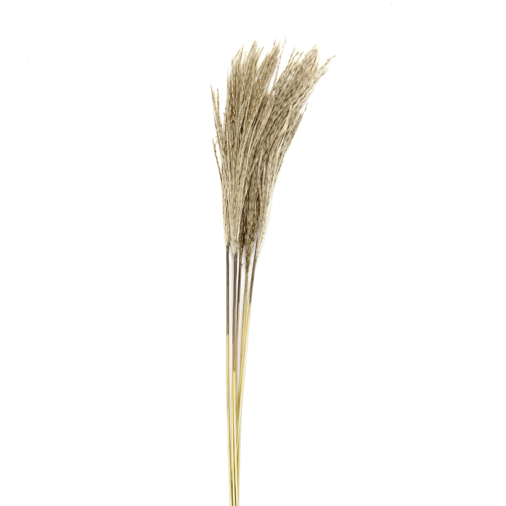 Dekorační Rostlina Sláma, V: 50-60cm
