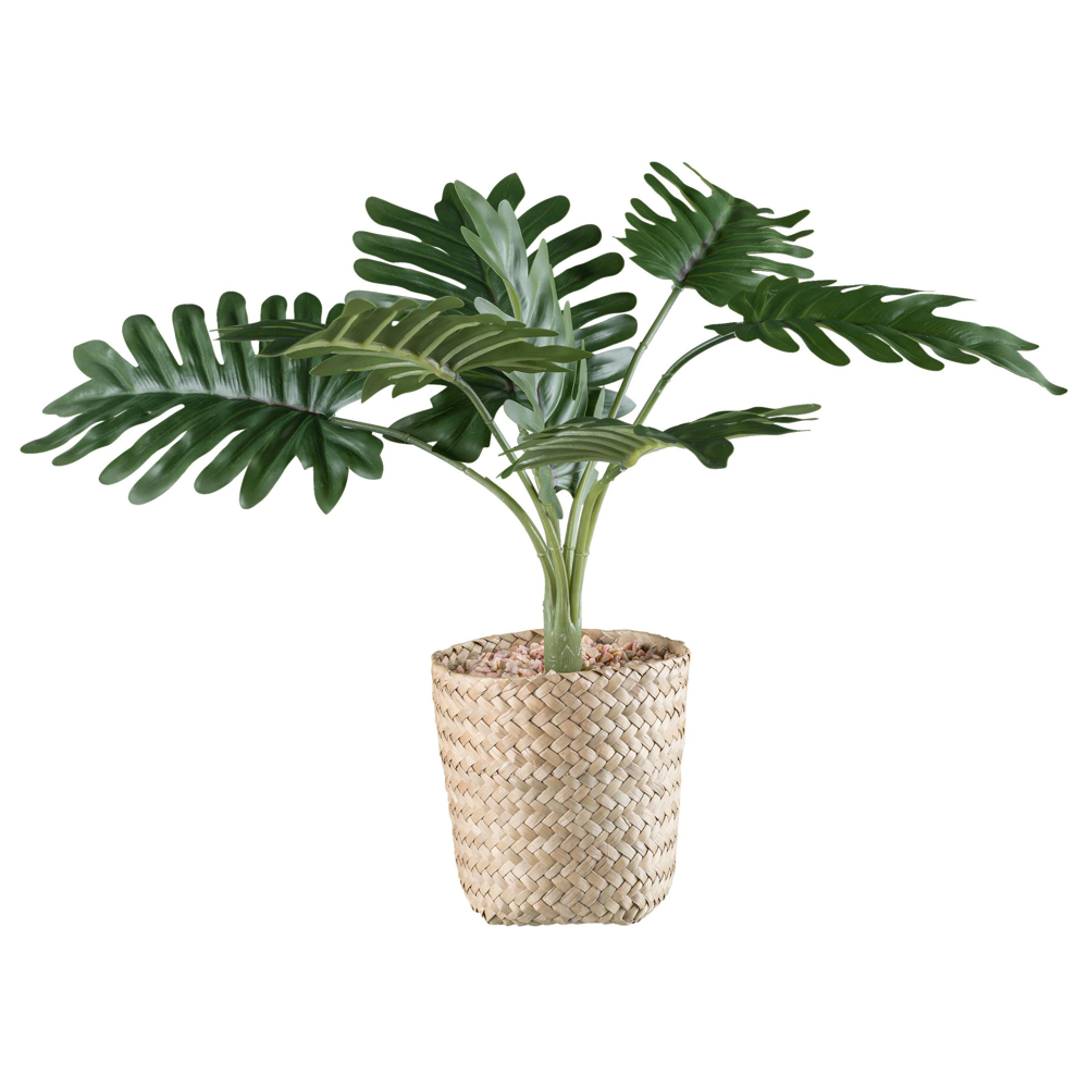 UMĚLÁ ROSTLINA PHILODENDRON I