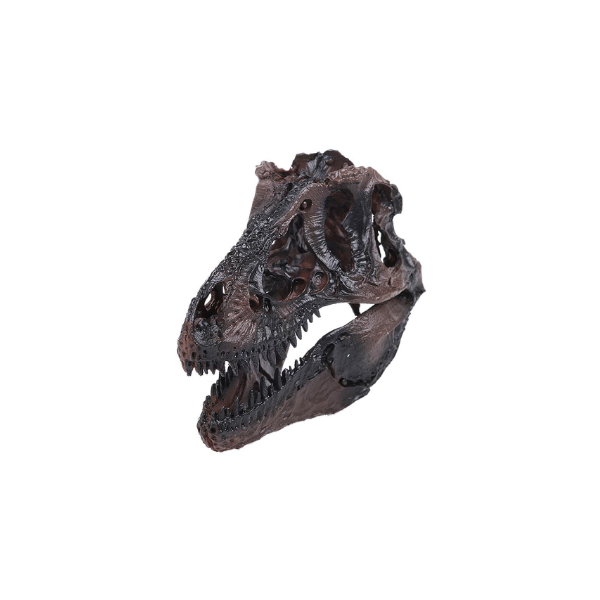 2 Pedazos Calvera de Dinosaurio Modelo de Cabeza de Resina Fósil Enseñanza Réplica Regalo para Niños 
